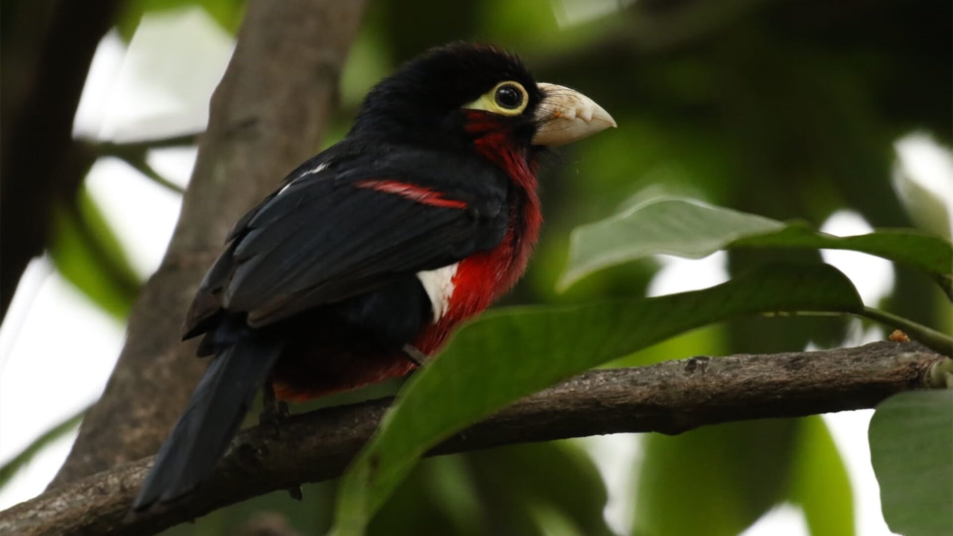 钢铁与利刃，范弗利特导演的现代篮球史诗