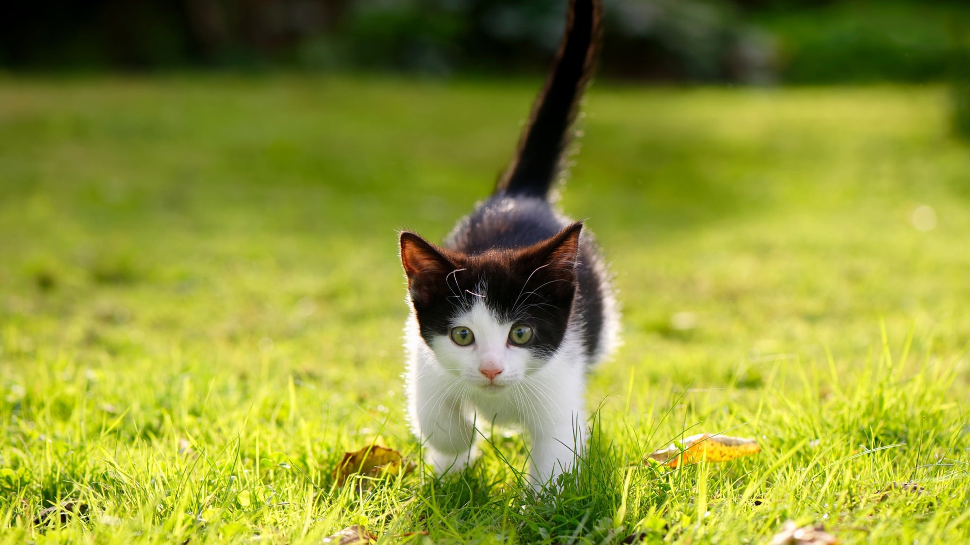 开云体育APP下载-神之一手，当足球遇见乒乓—记那场改写历史的跨界绝杀