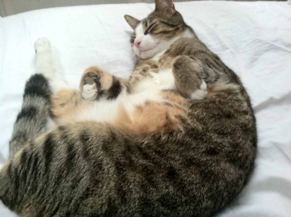 开云体育官网-双星闪耀，英格兰足球横扫法兰西，奥恰洛夫乒乓球刷新历史纪录