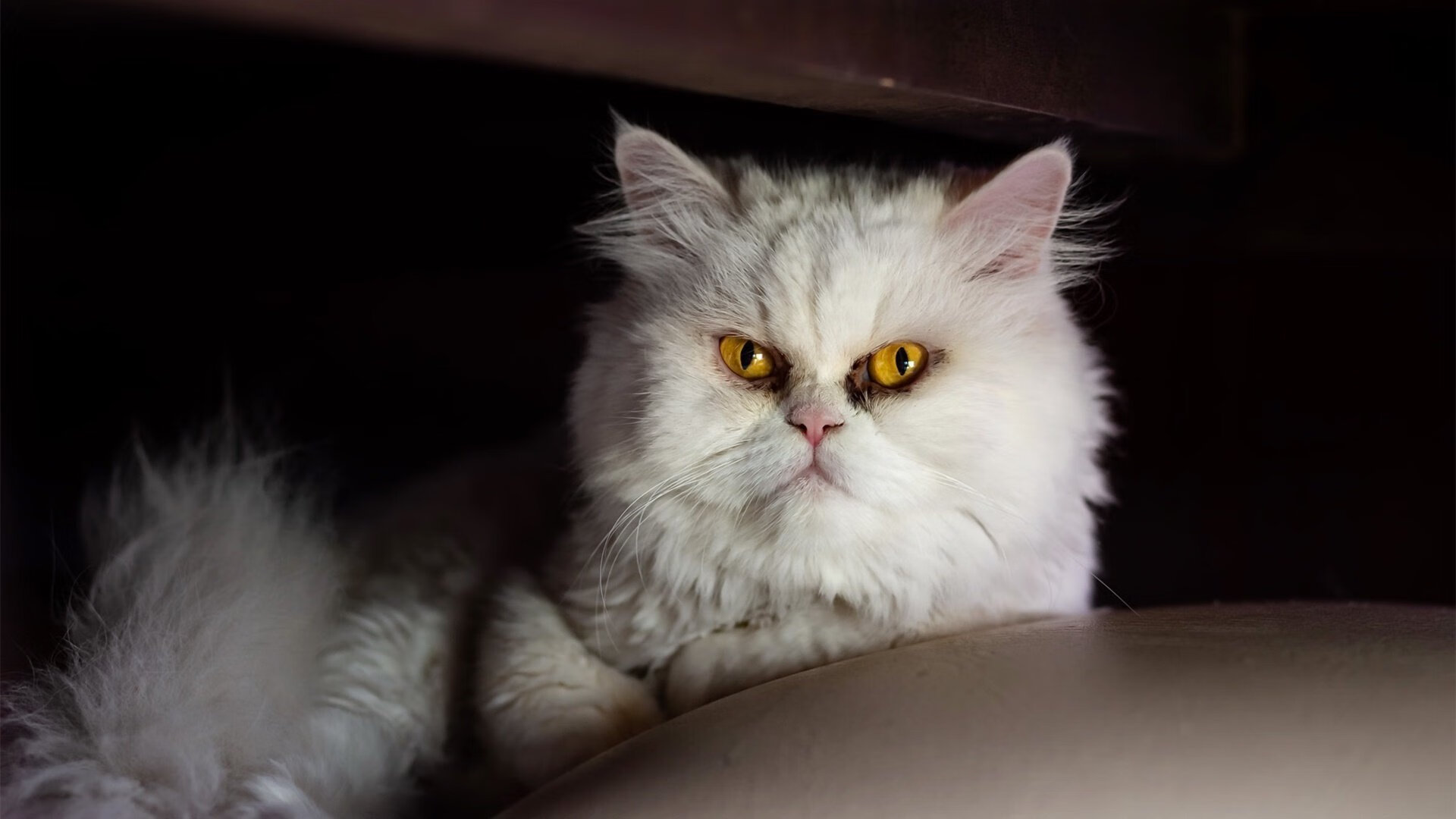 巨人倒于新魂，奥利维耶扛起奥地利轻取哥伦比亚