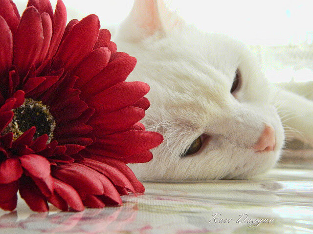 不灭的火种，当瑞典绝杀映照苏亚雷斯的黄昏炽热