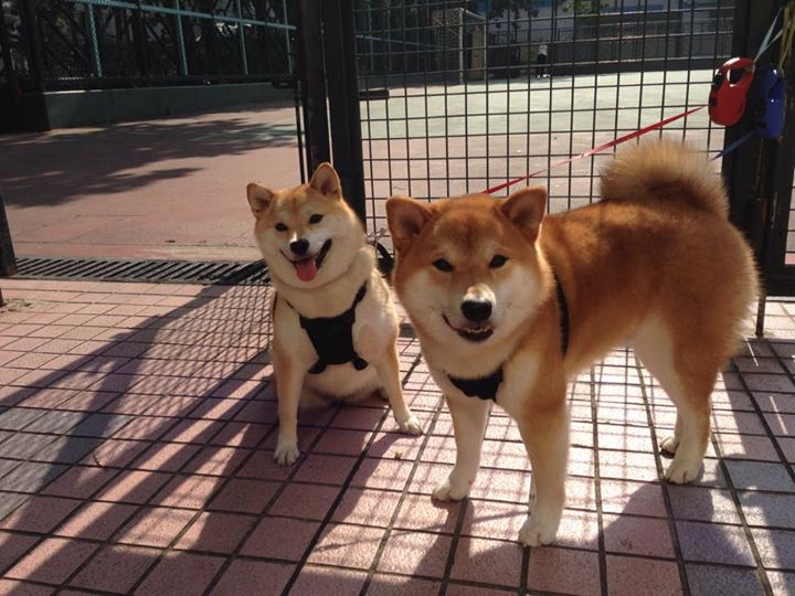 冰与火之歌，当横扫遇上孤扛—记泰国队风暴下的安赛龙独舞