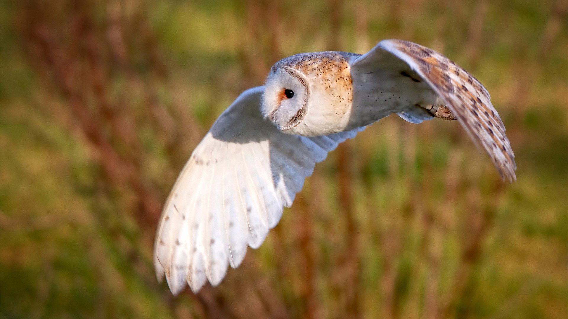 铁闸与火力的交响，拉亚神扑定乾坤，马里重炮压贝蒂斯
