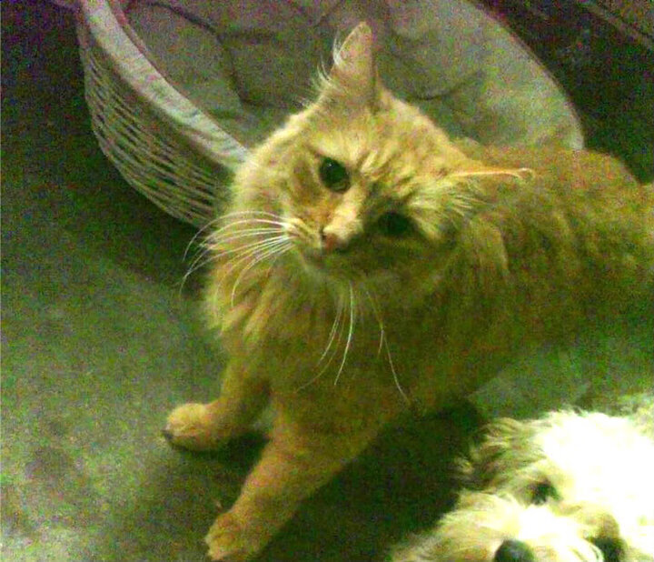 开云体育平台APP-孤焰难燃整片夜，杜兰特破纪录之夜，开拓者团队之力险胜猛龙