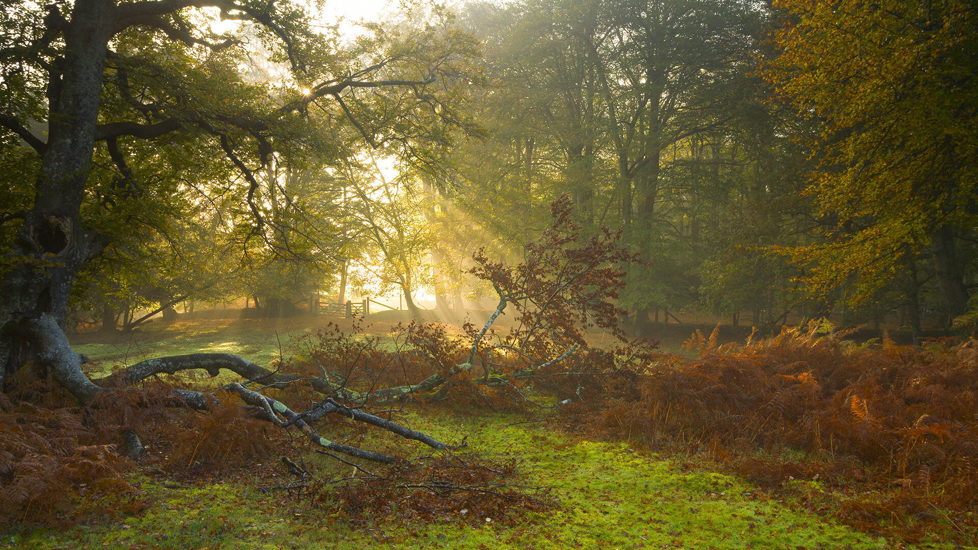 安哥拉篮球的觉醒之夜，坎特狂砍38分摧毁亚特兰大防线
